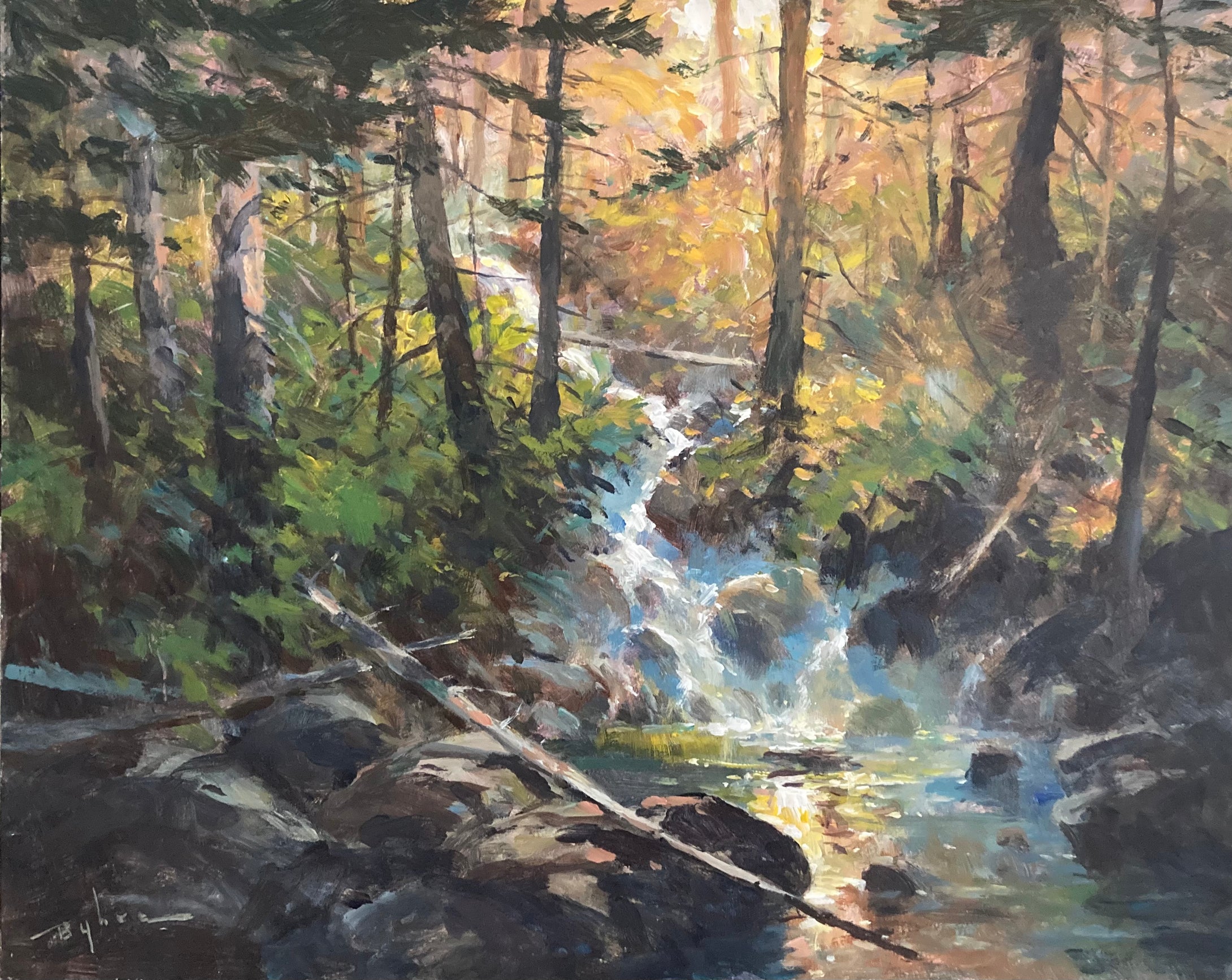 ‘Light in the Forest’